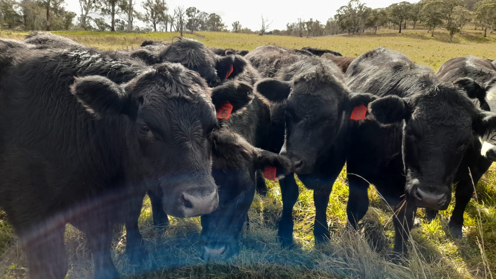 Glenellie Angus mob with NLIS ear tags — From tag to truth.